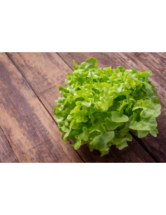 Lechuga (1 unidad)
